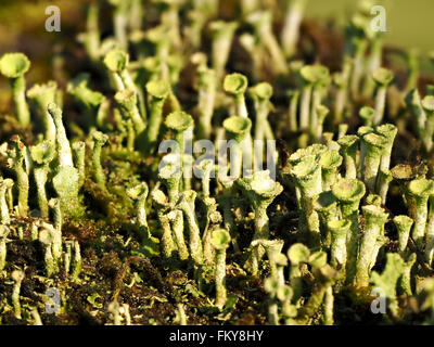 Büschel von grauen grauen Pixie Cup Flechten Cladonia Arten zeigen aufrecht fruchttragenden Stiele Stockfoto