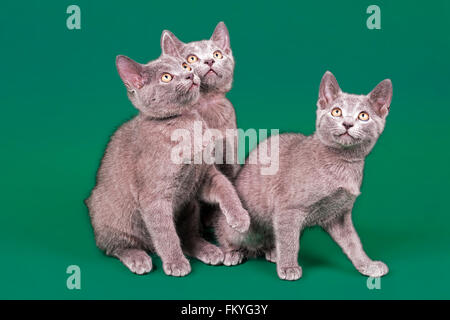 Rassekatzen, Russisch Blau, Kätzchen, 12 Wochen Stockfoto