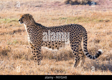 Gepard (Acinonyx Jubatus) im trockenen Grases, Ol Pejeta Conservancy, Kenia Stockfoto