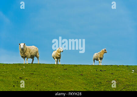Drei Schafe auf einer Weide, Schottland, Vereinigtes Königreich Stockfoto