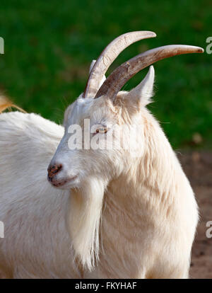 Westafrikanischen weißen Zwerg Ziege (Capra Hircus), in Gefangenschaft, Deutschland Stockfoto