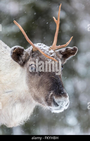 Rentier (Rangifer Tarandus) im Schnee, Porträt, in Gefangenschaft, Kivilompolio, Lappland, Finnland Stockfoto