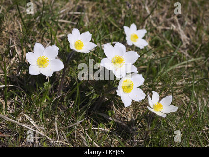 Alpen-Küchenschelle (Pulsatilla Alpina), Schneeberg, Niederösterreich, Österreich Stockfoto