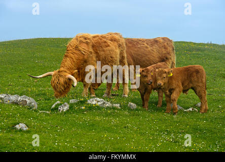 Schottische Rinder mit zwei Kälbern, Highland Cattle oder Kyloe auf Weide, Schottland, Vereinigtes Königreich Stockfoto