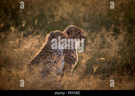 Juvenile Cheetah jungen Hintergrundbeleuchtung in der frühen Morgensonne Stockfoto