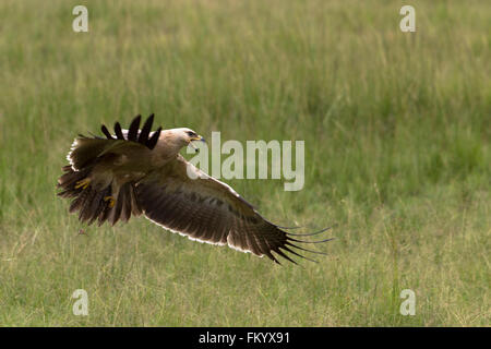 African Tawny Eagle braucht, um die Luft Stockfoto