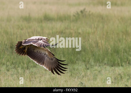 African Tawny Eagle braucht, um die Luft Stockfoto