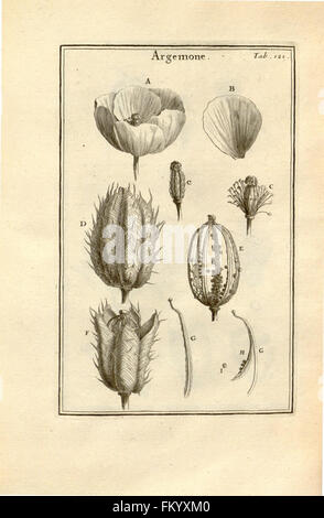 Eine Illustration aus Tourneforts *Institutiones rei herbariæ*, die verschiedene Pflanzenarten mit detaillierten Anmerkungen zur Klassifizierung und Identifizierung in der Botanik darstellt. Stockfoto