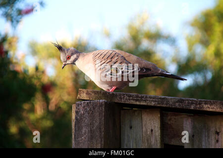 Crested Taube Stockfoto