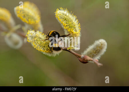 Nahaufnahme einer Hummel oder Hummel Biene bestäuben männliche Kätzchen auf einer Weide (Salix sp) im Frühjahr. Stockfoto