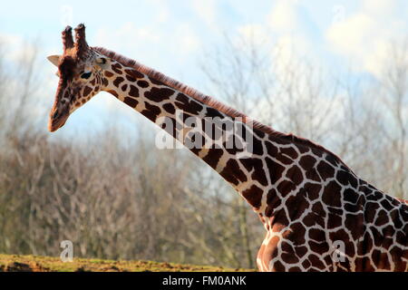 Schuss in den Kopf einer Giraffe im Zoo von Colchester, Essex, UK Stockfoto