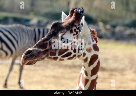 Schuss in den Kopf einer Giraffe im Zoo von Colchester, Essex, UK Stockfoto