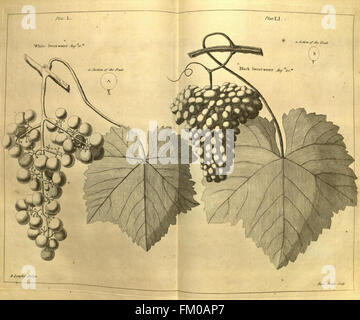 Pomona, oder der Obstgarten illustriert (Platte L) Stockfoto