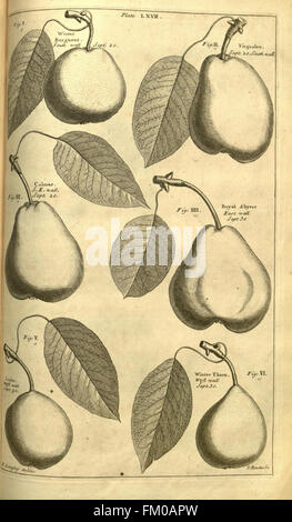 Pomona, oder der Obstgarten illustriert (Platte LXVII) Stockfoto