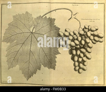 Pomona, oder der Obstgarten illustriert (Platte XLIII) Stockfoto