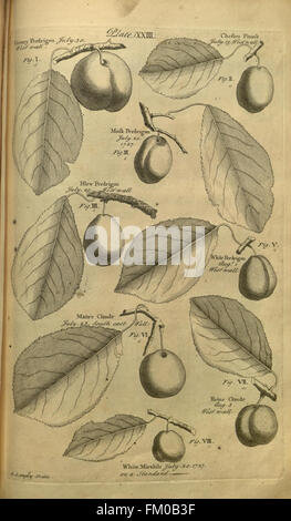 Pomona, oder der Obstgarten illustriert (Platte XXIII) Stockfoto