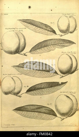 Pomona, oder der Obstgarten illustriert (Platte XXXII) Stockfoto