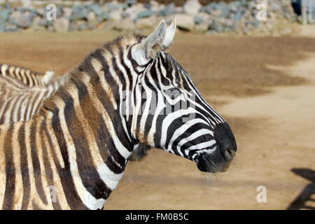 Schuss in den Kopf eines maneless Zebras, die im Dreck gerollt Stockfoto