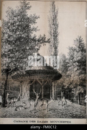 Promenade au Jardin Zoologique d ' Anvers (pl. 10) Stockfoto