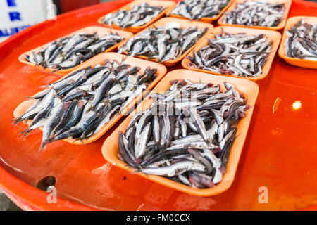 Gruppe von Sardinen auf einer bunten Bank für frischen Fisch und Meeresfrüchte-Markt. Frische Fische in einer türkischen Fisch-Markt-Szene. Stockfoto