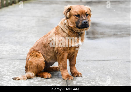 Brown-Chow-Labrador Mix, Welpe, 6 Monate alt. Stockfoto