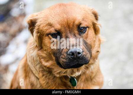 Brown-Chow-Labrador Mix, Welpe, 6 Monate alt. Stockfoto