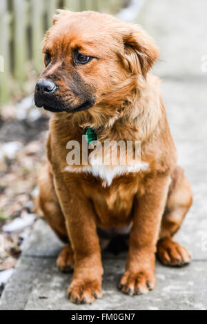 Brown-Chow-Labrador Mix, Welpe, 6 Monate alt. Stockfoto