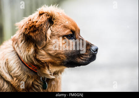 Brown-Chow-Labrador Mix, Welpe, 6 Monate alt. Stockfoto