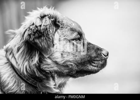 Brown-Chow-Labrador Mix, Welpe, 6 Monate alt. Stockfoto