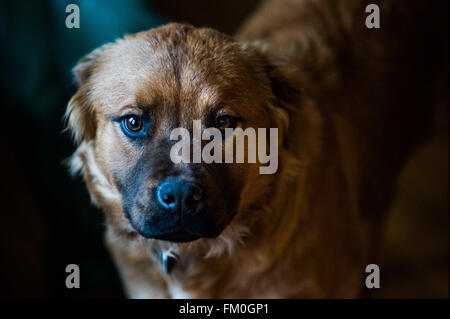 Brown-Chow-Labrador Mix, Welpe, 6 Monate alt. Stockfoto