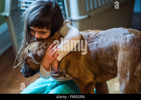 Brown-Chow-Labrador mix, Welpe, 6 Monate alt mit kaukasischen 5 Jahr-altes Mädchen Stockfoto