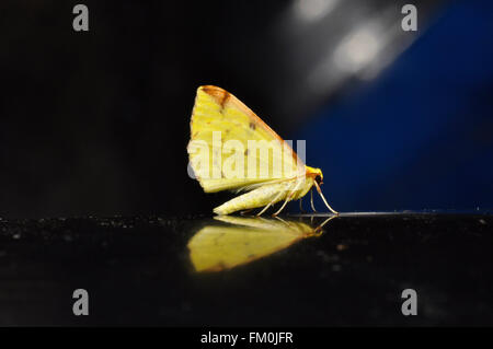 Schwefel Moth (Opisthograptis Luteolata) UK Stockfoto