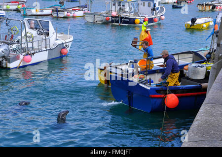 Robben warten auf das Frühstück im Hafen von St. Ives in Cornwall, Großbritannien Stockfoto