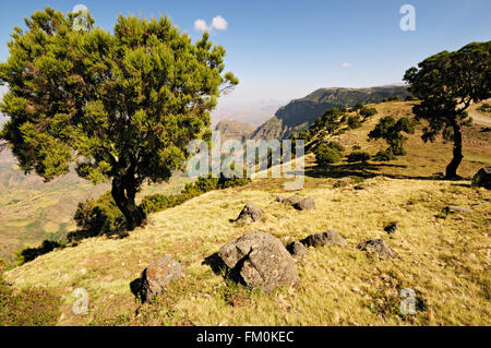 Bäume in den Simien Mountains Nationalpark, Amhara Region, Äthiopien Stockfoto