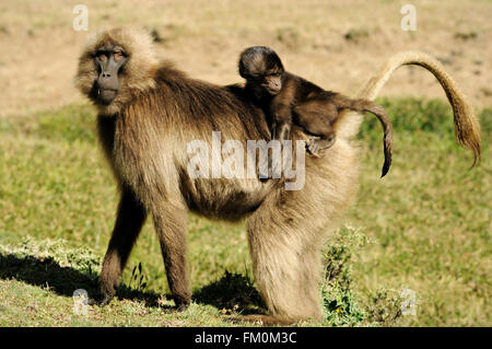 Gelada weiblich (Theropithecus Gelada) mit Cub in den Simien Mountains Nationalpark, Amhara Region, Äthiopien Stockfoto