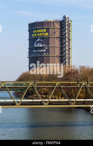 Der Gasometer in Oberhausen, Deutschland, höchste Ausstellungshalle Europas, 117 Meter Höhe, neue Ausstellung, Wunder der Natur, Stockfoto