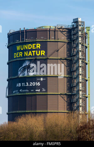 Der Gasometer in Oberhausen, Deutschland, höchste Ausstellungshalle Europas, 117 Meter Höhe, neue Ausstellung, Wunder der Natur, Stockfoto