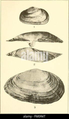 Die essbare Muscheln, Miesmuscheln und Muscheln von Kalifornien (1920) Stockfoto