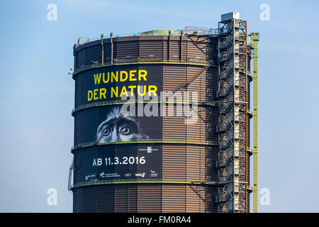 Der Gasometer in Oberhausen, Deutschland, höchste Ausstellungshalle Europas, 117 Meter Höhe, neue Ausstellung, Wunder der Natur, Stockfoto