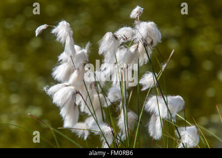 Baumwollgras, Eriophorum vaginatum Torfmoor blüht Stockfoto