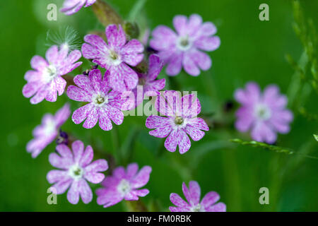 Silene Dioica. Red Campion wächst auf einer Wiese. Stockfoto