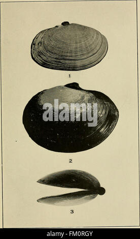 Die essbare Muscheln, Miesmuscheln und Muscheln von Kalifornien (1920) Stockfoto