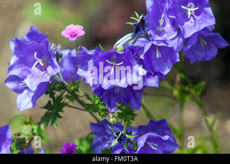 Pfirsich-blättrige Glockenblume, Campanula Persicifolia ´Grandiflora Coerulea´ Stockfoto