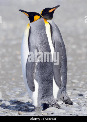 Zwei König Penguins (Aptenodytes Patagonicus) am Strand in der Nähe ihrer Verschachtelung Kolonie. Salisbury Plain, Bucht der Inseln, Südgeorgien Stockfoto