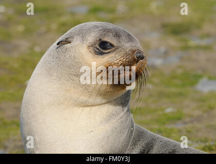 Eine junge Leuchistic, blass gefärbten, antarktische Seebär (Arctocephalus Gazella) am Strand von Salisbury Plain. Stockfoto