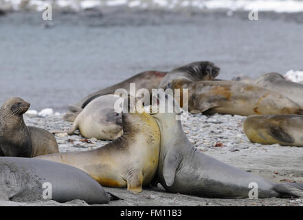 Zwei jungen männlichen südlichen See-Elefanten (Mirounga Leonina) Holm in Vorbereitung auf das Erwachsene Leben. Schindel Cove, Coronation Island, Stockfoto