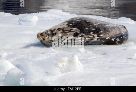 Eine Weddell Dichtung (Leptonychotes Weddellii) liegt auf einer Eisscholle in Hope Bay. Hope Bay, Trinity Halbinsel, antarktische Halbinsel, A Stockfoto