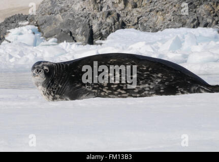 Eine Weddell Dichtung (Leptonychotes Weddellii) liegt auf einer Eisscholle in Hope Bay. Hope Bay, Trinity Halbinsel, antarktische Halbinsel, A Stockfoto