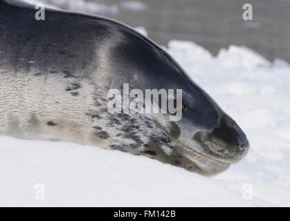 Ein Seeleopard (Hydrurga Leptonyx) liegt auf einer Eisscholle in Hope Bay. Hope Bay, Trinity Halbinsel, antarktische Halbinsel Stockfoto