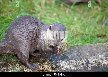 Oriental kleine krallte Otter Essen seine Beute Stockfoto